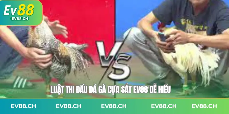 Luật thi đấu đá gà cựa sắt EV88 dễ hiểu