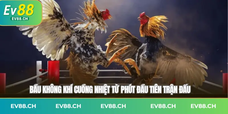 ev88-da-ga-thomo-bau-khong-khi-cuong-nhiet