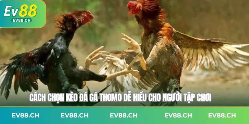 Cách chọn kèo đá gà Thomo dễ hiểu cho người tập chơi