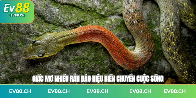 Giấc mơ nhiều rắn báo hiệu biến chuyển cuộc sống