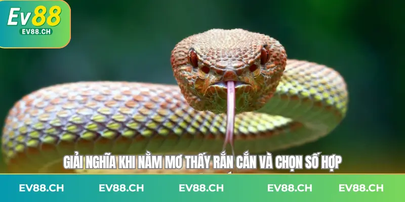 Giải nghĩa khi nằm mơ thấy rắn cắn và chọn số hợp