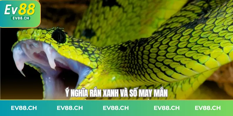 Ý nghĩa rắn xanh và số may mắn